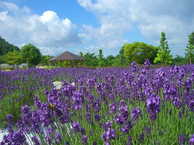 晴れの国　岡山（美咲町：まきばの館／ハーブ開花状況～真庭市：旧遷喬尋常小学校／なつかしの学校給食）