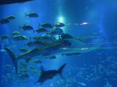 なにわを満喫の旅