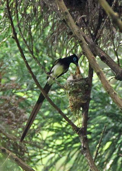 今月の野鳥（２０１１年７月）