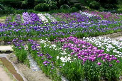 五十公野（いじみの）公園　満開の花菖蒲