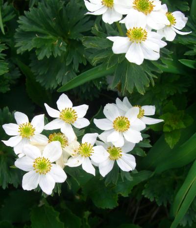 雲上の憐花　鳥海山にて