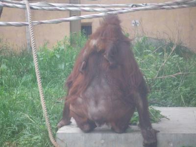 2011年　初夏　北の国へ　ひとまｚoo、円山動物園