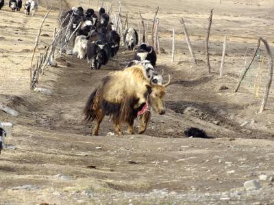 青海省・過馬営（ゴアマーイン）付近で出会ったのヤクの群れ