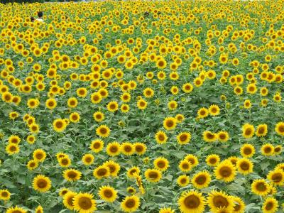 夏休み山梨帰省! ~明野ひまわり畑~