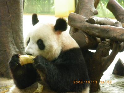 アーカイブ3　2009年ただの日曜日　10月11日　長隆香江野生動物世界　