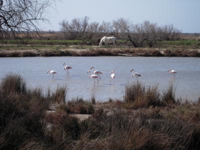 サント･マリー･ド･ラ･メール(Saintes Marie de la Mer) ～カマルグ（Camargue）のフラミンゴ、白馬 ～