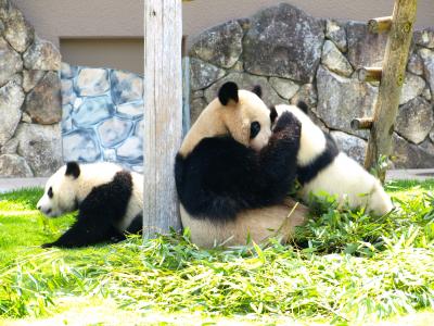 双子パンダ
