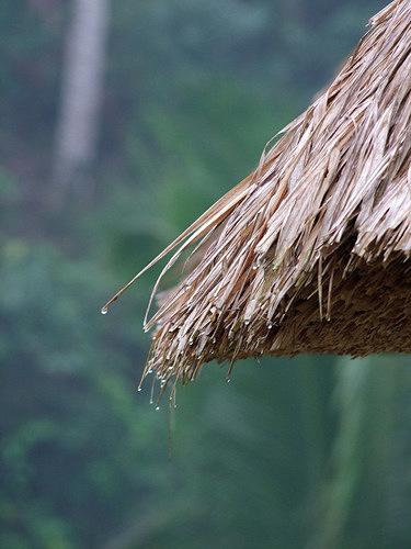 バリ島2011　写真で綴る雨のウブド