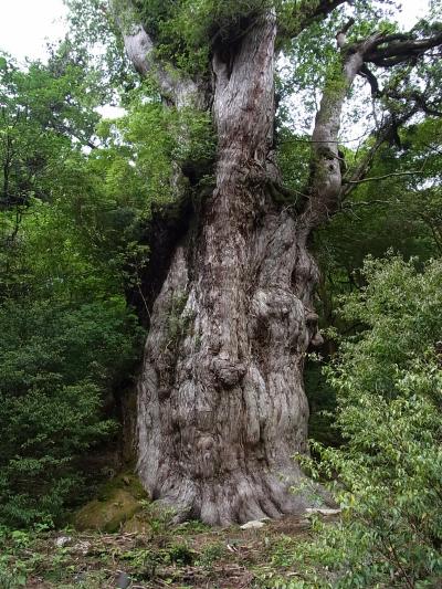 ☆大自然を満喫☆~屋久島・種子島・鹿児島ちょっとと霧島~ Vol.2 縄文杉登山編