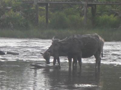 ボルネオ島 2泊4日の弾丸旅行 ②