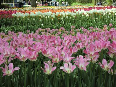 オランダ・ベルギー　３日目　キューケンホフ公園編