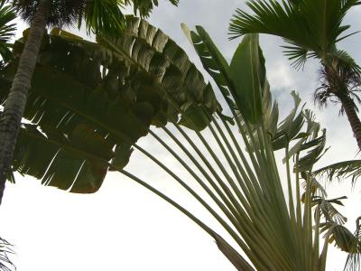 アンコールワットとハロン湾周遊　５日間　②　アンコール・トム