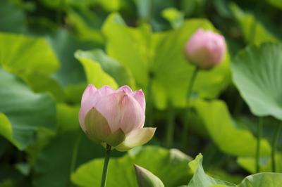 今年も、もうすぐ９０歳のお義父さんと行く西宮・神呪寺（かんのうじ）の蓮の花　①