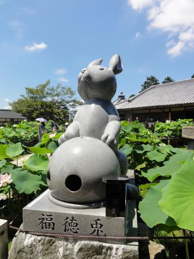 夏の宇治・蓮の咲く三室戸寺と石臼で抹茶づくり体験