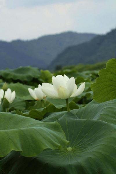 Solitary Journey ［922］ 梅雨明けで猛暑到来！暑中お見舞い申し上げます。＜夏の花風景（＠^0^＠）白いハスの花＞広島県東広島市