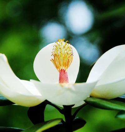 Japan　昭和記念公園　June 2011　～ミツバチばあやの冒険～