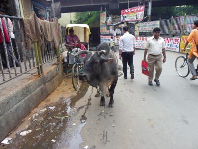 India　インド　コルカタ　街歩き