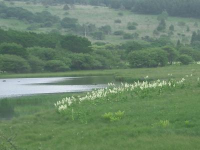 八島湿原を一周散策。ちょうどよいハイキングコース。