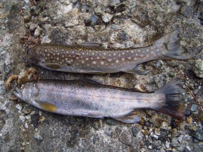 奥利根で釣り