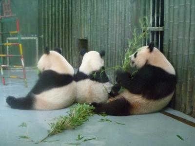 旅行の目的は動き回るパンダを見ること☆上海動物園編☆上海2011.7.3~7.6