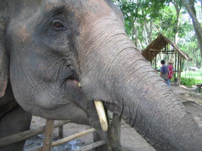 女一人弾丸 往復夜行便3日間のチェンマイで象使いになる。(2泊5日)