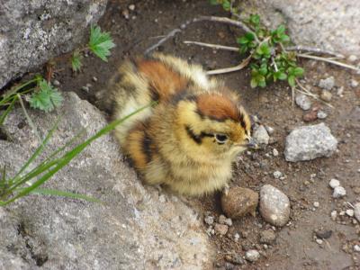 2011 白馬岳 優美な名前とはウラハラにキツい!