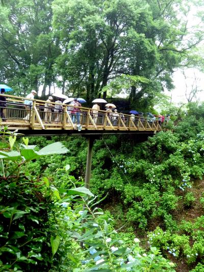 奥の細道を訪ねて[第4回]⑩3分咲き紫陽花祭り城址公園