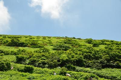 「山に行きたくなりました」第２弾(*^^)v伊吹山編