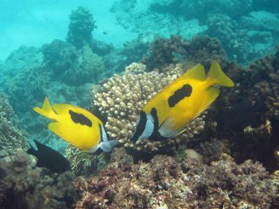 初秋の渡嘉敷の海