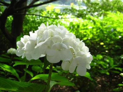 7月上旬の昭和記念公園2011