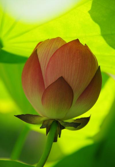 夏色の植物園へ