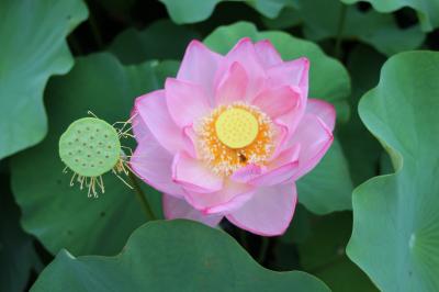 原市沼の古代蓮