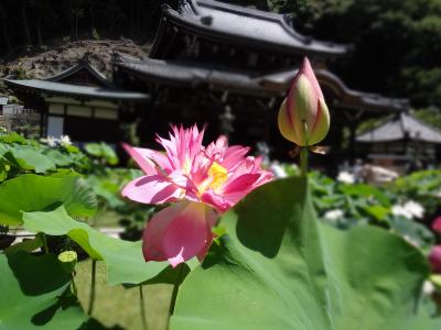夏の京都　祇園祭の足音…は、しない宇治・蓮の花をもとめて三室戸寺