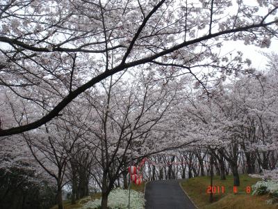 播磨中央公園でお花見