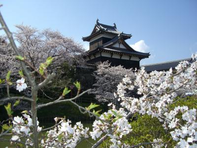 奈良公園から郡山城のお城まつり～桜と和菓子でにっこり♪