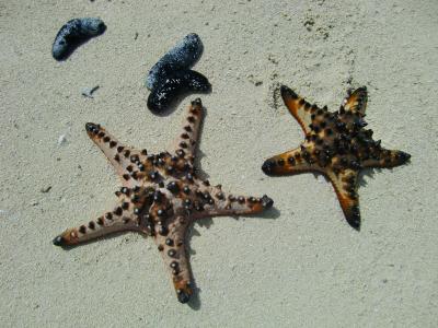 旅猿見てたら行きたくなったPalau②