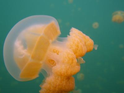 旅猿見てたら行きたくなったPalau③