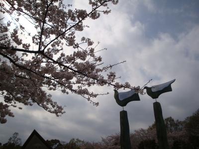 2011、花見は船越堤公園にきまり