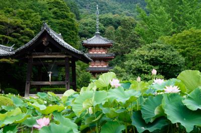 涼を味わう真夏の京都旅行①：三室戸寺