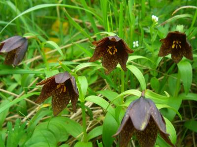 雲上の憐花　白山にて