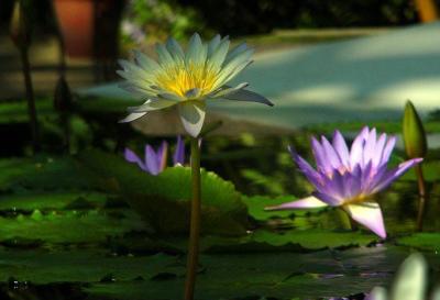 2011 草津市立水生植物公園・みずの森