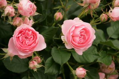ぐるっとしまなみ訪問：薔薇の香りに魅せられて、よしうみばら公園