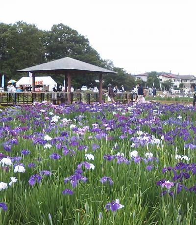 ☆北山公園　菖蒲☆　東村山　２０１１年６月　