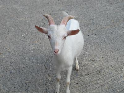 東山温泉へ のんびーり会津の旅