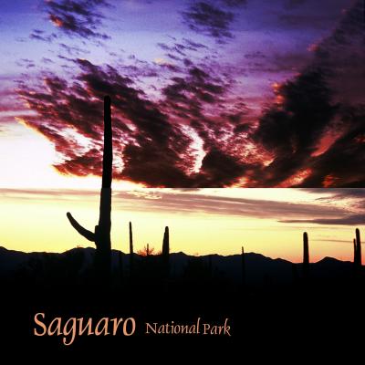 Saguaro National Park   サワロ国立公園