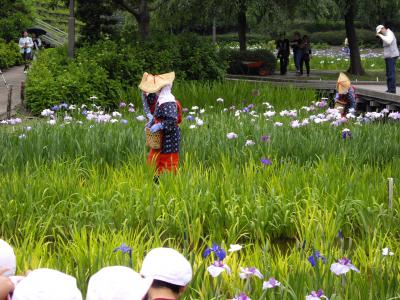 横須賀しょうぶ園