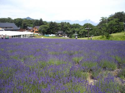 たんばらラベンダーパーク