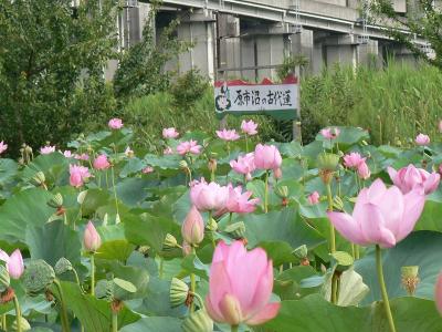 原市沼の古代蓮