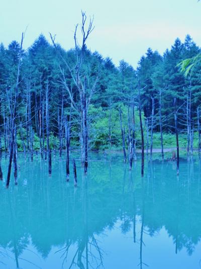 花旅-10　白金の青い池　朝一番さわやか散歩で　☆静寂の水面は緑？