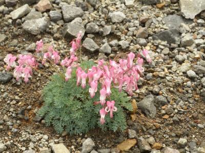 メタボ予防はじめました。　『第２５回　お手軽3,000ｍ　乗鞍岳剣ヶ峰』